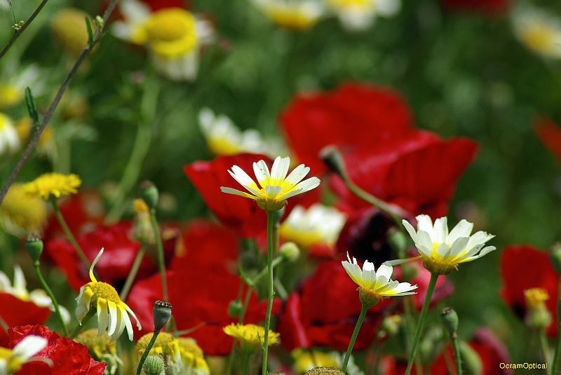 RhodosMei2008 087.jpg